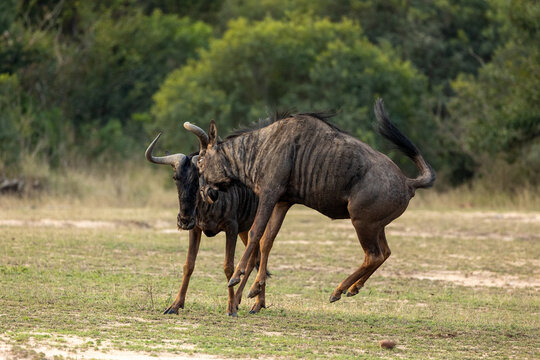 Wildebeest, Connochaetes Taurinus, two wildebeest fighting.