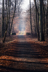 Obraz premium road through forest