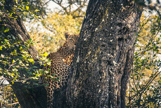 Leopard, Panthera pardus, female leopard sitting in a tree.