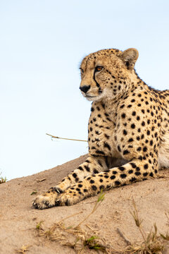 Cheetah, Acinonyx jubatus, cheetah resting on a termite mound.