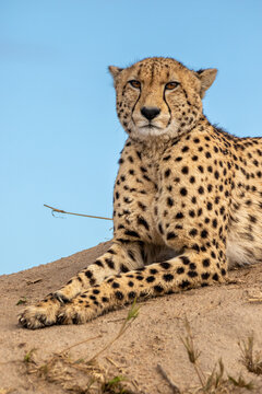 Cheetah, Acinonyx jubatus, cheetah resting on a termite mound.