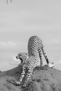Cheetah, Acinonyx jubatus, cheetah stretching on a termite mound.