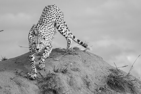 Cheetah, Acinonyx jubatus, cheetah climbing on a termite mound.