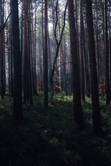 Fototapeta premium sunlight goes trough trees