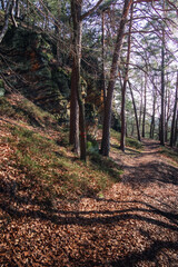Obraz premium path in the forest