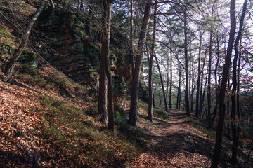 Obraz premium path in the woods