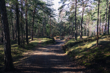Fototapeta premium path in the woods