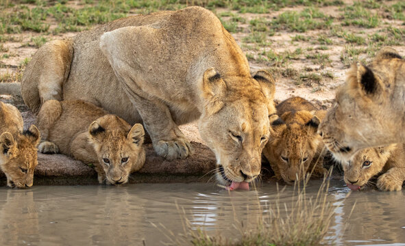 Lion, Panthera leo, two lionesses and three cubs drinking from a water hole.