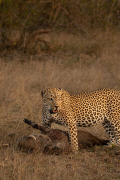 Leopard, Panthera pardus, male leopard standing over a warthog kill.