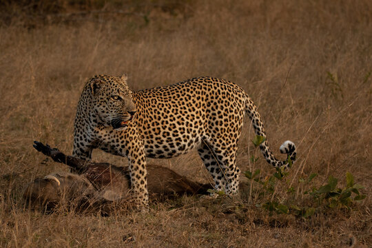 Leopard, Panthera pardus, male leopard standing over a warthog kill.
