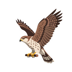 Obraz premium A brown and white hawk with outstretched wings perched on a branch against a clean white background.