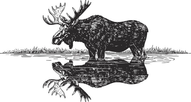 Moose standing in a river with reflection in calm water, hand drawn wildlife illustration