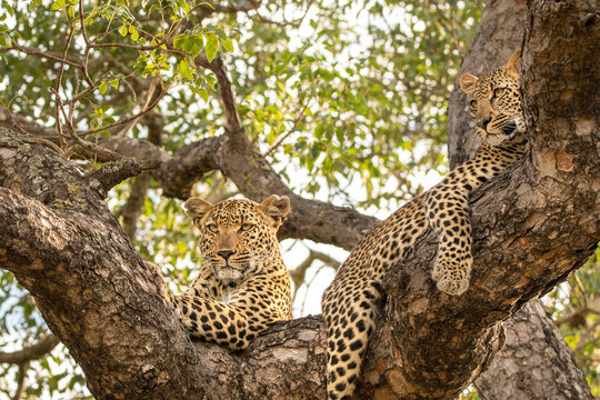 Leopard, Panthera pardus, young female leopard and cub lying in a tree.