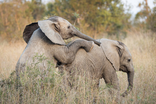 Elephant, Loxodonta africana, two elephant calves playing in tall grass.