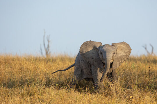 Elephant, Loxodonta africana, elephant calf standing in tall grass, direct gaze.