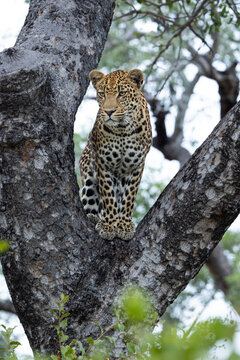 Leopard, Panthera pardus, male leopard sitting in a marula tree.