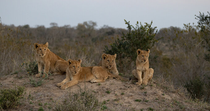 Lion, Panthera leo, four lion cubs on a termite mound.