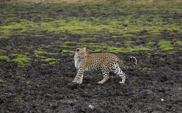 Leopard, Panthera pardus, leopard walking through a muddy patch.