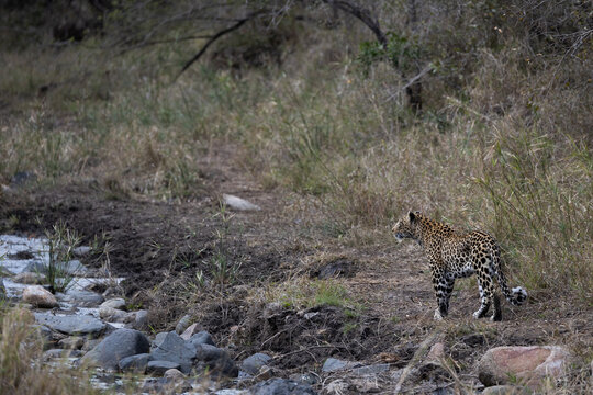 Leopard, Panthera pardus, female leopard standing beside a drainage trench.