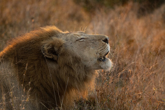 Lion, Panthera leo, close up profile of a male lion lying in the grass, roaring, mouth open.