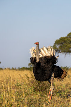 Ostrich, Struthio camelus, male ostrich walking through tall grass.