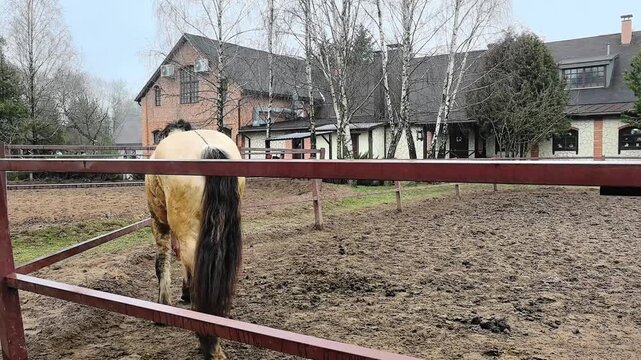 A horse stands in a stable area with a fence nearby. The background shows brick buildings and bare trees. The weather is cloudy with a chill in the air.