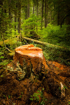 Recently cut Noble Fir tree stump (Abies Grandis), Mount Rainier National Park