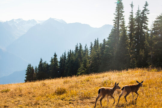 Two wild deer on a meadow adjacent to Hurricane Ridge Visitor Center, Olympic National Park, forest and mountain scenery of the national park.