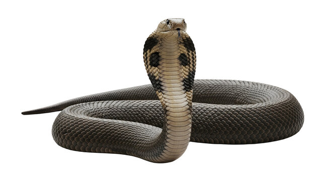 Majestic cobra snake standing upright with hood spread and tongue out against a plain white background showcasing its detailed scales and fierce expression.