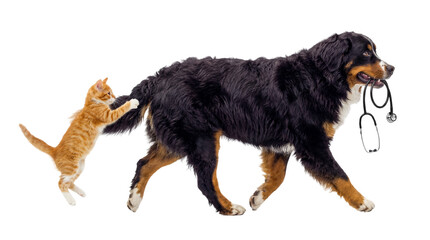 Funny Bernese Mountain Dog carrying a stethoscope and a playful kitten tugging its tail on a transparent background © Gail