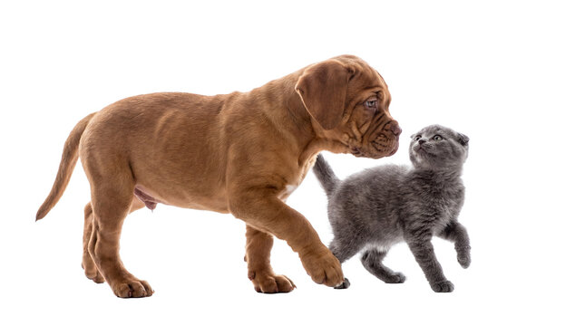 Adorable Dogue de Bordeaux puppy looking at a curious small grey kitten on a transparent background