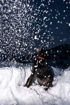 Black Labrador Retriever Trying to Catch Snow in his mouth, at night in the Cascade Mountains.