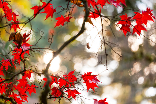 Japanese Maple Leaves, on branches, low angle view of the red autumn foliage of the maple tree.