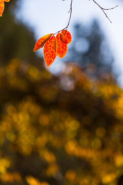 Crepe Myrtle, Lagerstroemia, a single maple leaf in Autumn