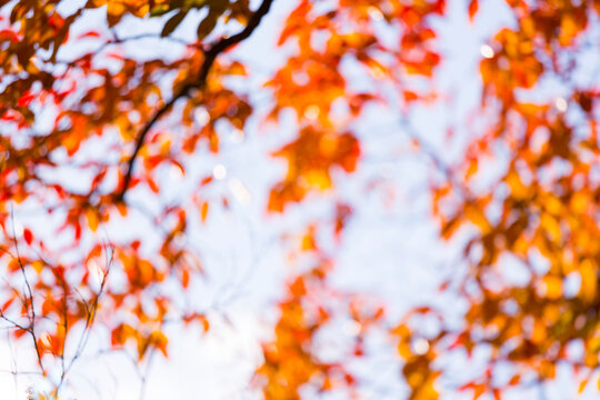 Defocussed view of fall leaves on tree branches, low angle view