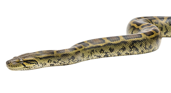 Close up of a large python snake with beautiful patterns on its body isolated on white background
