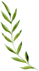 Fototapeta premium Watercolor Olive Style Leaf Branch Botanical Illustration Clipart