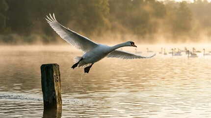 Goose Landing On Water At Sunrise