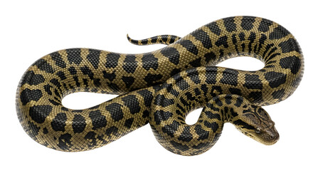 Obraz premium Large black and yellow patterned snake coiled on a white background