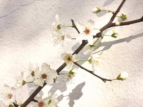 photographie en tr&egrave;s gros plan d'une branche de mirabellier sur laquelle des fleurs ont &eacute;clos