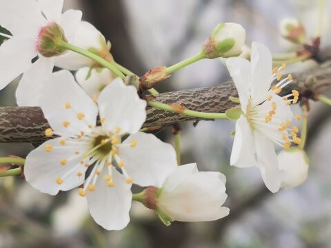 photographie en tr&egrave;s gros plan d'une branche de mirabellier sur laquelle des fleurs ont &eacute;clos
