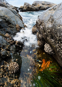 Beachcombing and Tidal Surges, rocks and barnacles and an incoming tide, Crescent Beach, Salt Creek Recreational Area, Port Angeles.