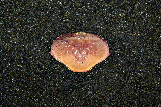Dungeness Crab, (Metacarcinus magister), on a black background, the shell and markings.