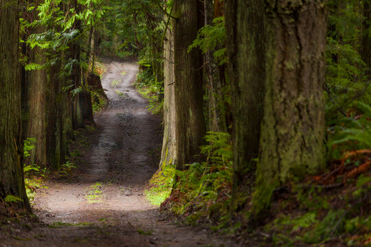 Walking trail to the Lyre River mouth through woodland, North Olympic Land Trust, Joyce