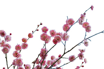 Ume Plum Blossom Flower Isolated PNG Japanese Spring