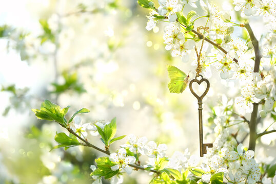Beautiful buttrefly on key hanging on blossoming cherry tree branch close up, sunny nature backdrop. spring season background. Key, symbol of secret garden. gentle floral image. template for design.