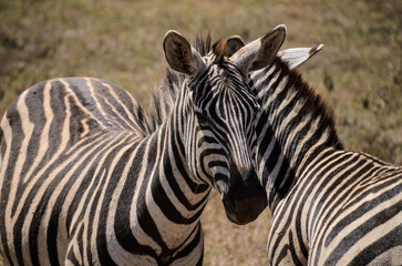 Naklejka premium Close up of two zebras in savanna