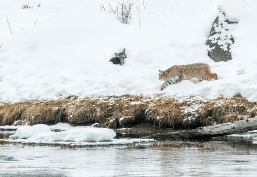 Yellowstone National Park, winter, a bobcat stalking a muskrat through deep snow.