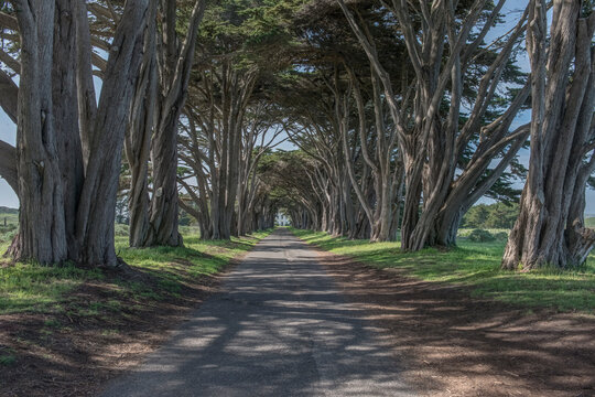 Point Reyes National Seashore, the Cypress Tree Tunnel at US Coast Guard Station, an avenue of old trees meeting over the top of a pathway.