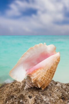 Pink-lipped conch shell resting on a rock with turquoise Caribbean sea water in the background,